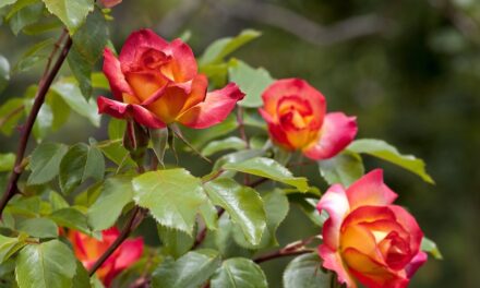 Populäre Gartenpflanzen für den Frühling