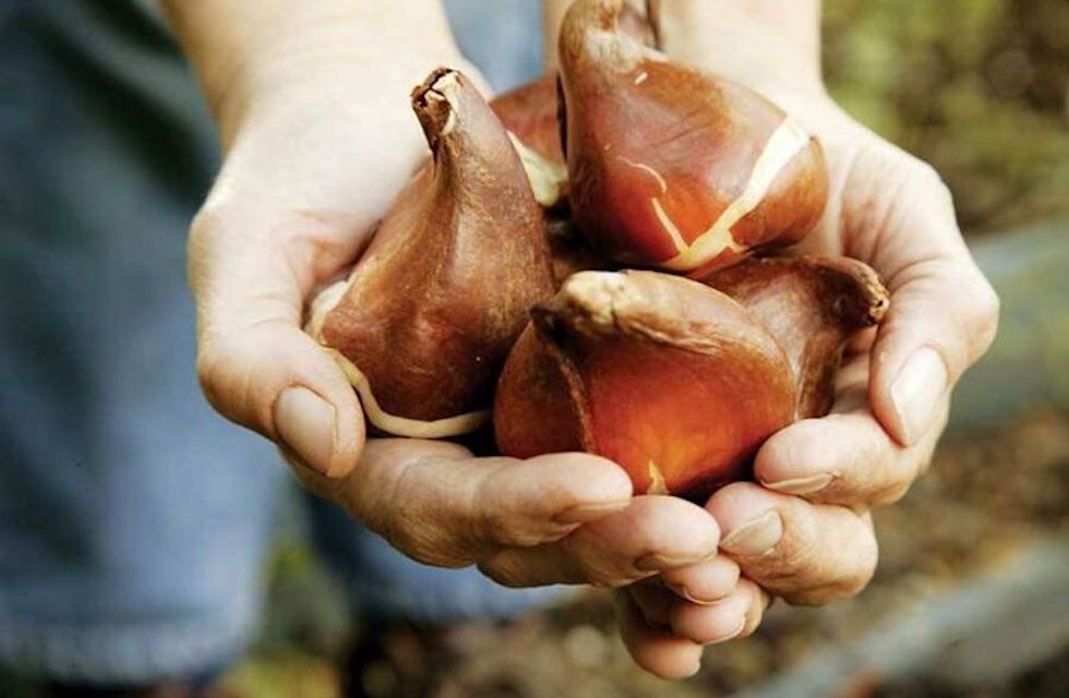 Blumenzwiebeln – Perfekt zum Einpflanzen