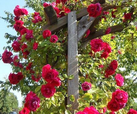 Populäre Kletterpflanzen im Überblick