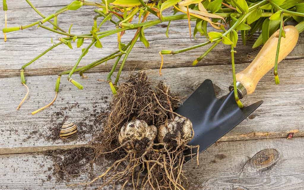 Zwiebelblumen – Sorten, Einpflanzen und Pflege