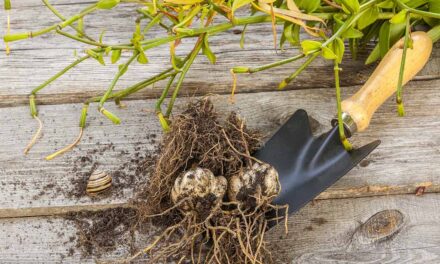 Zwiebelblumen – Sorten, Einpflanzen und Pflege